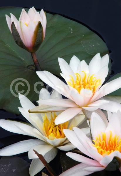 White blooms; Deciduous