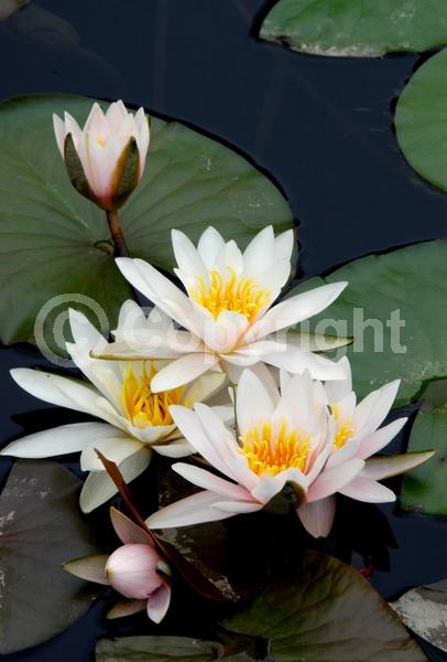 White blooms; Deciduous