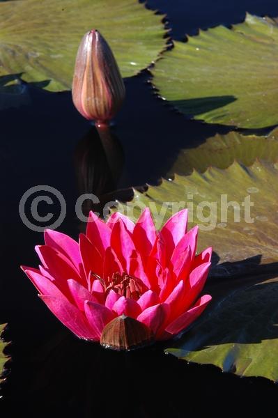 Red blooms; Deciduous