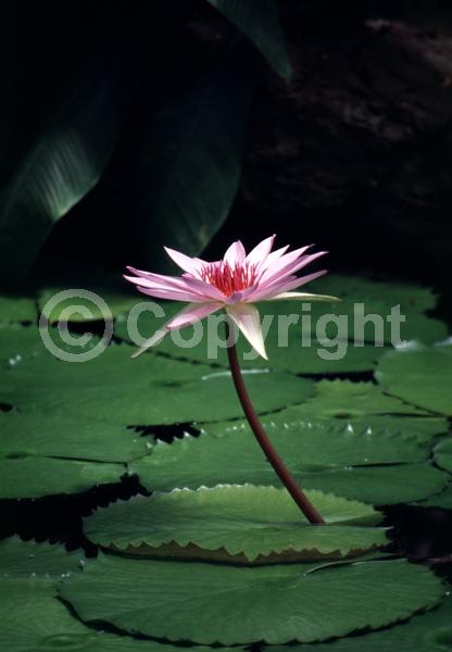 Purple blooms; Evergreen; Deciduous