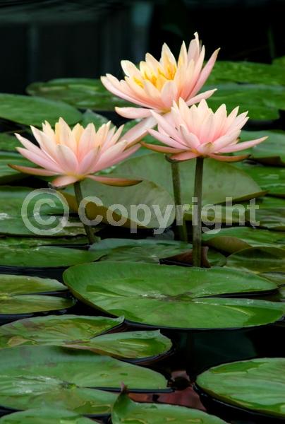 Salmon blooms; Deciduous