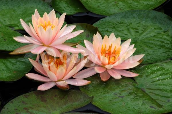 Salmon blooms; Deciduous