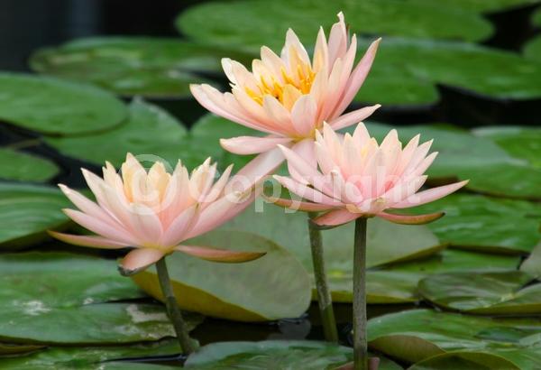 Salmon blooms; Deciduous