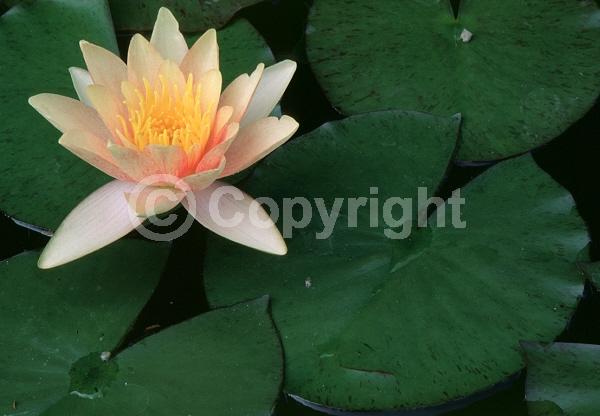 Orange blooms; Salmon blooms; Deciduous