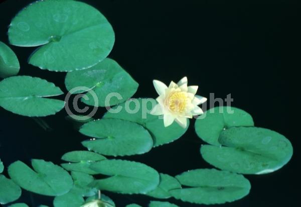 Orange blooms; Salmon blooms; Deciduous