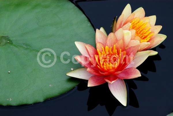 Orange blooms; Salmon blooms; Deciduous