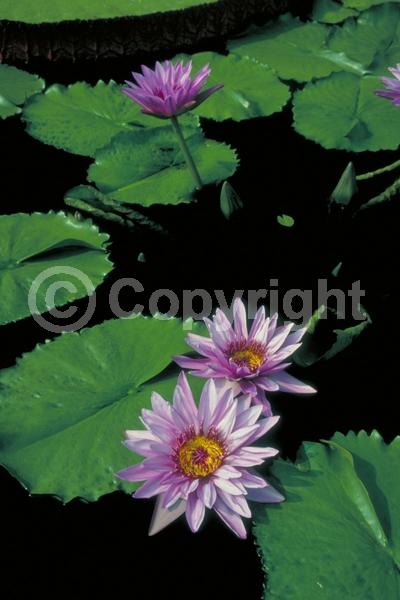 Purple blooms; Deciduous