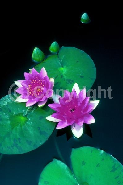 Purple blooms; Deciduous