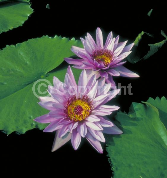 Purple blooms; Deciduous