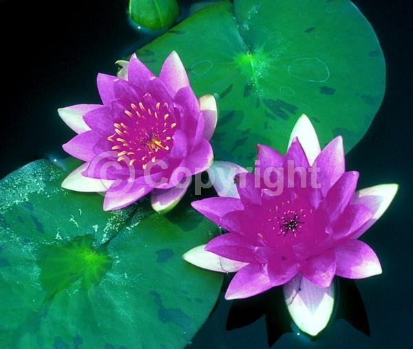 Purple blooms; Deciduous