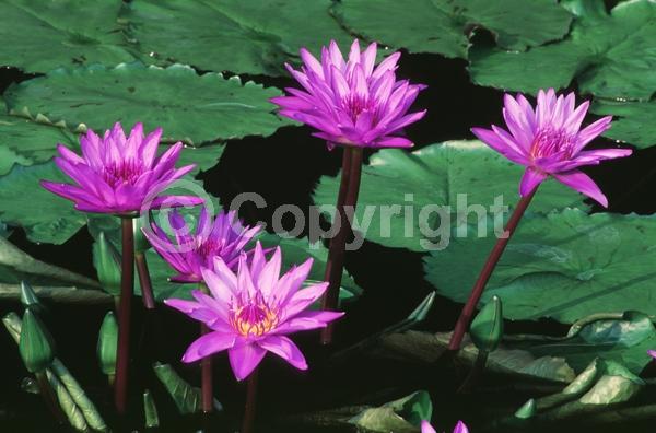 Purple blooms; Deciduous