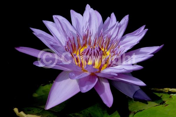 Purple blooms; Deciduous