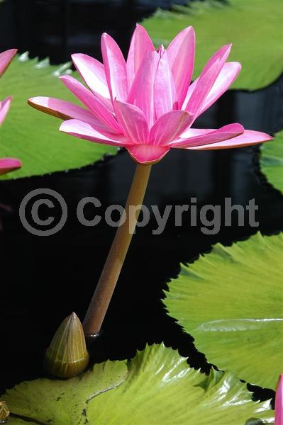Pink blooms; Deciduous