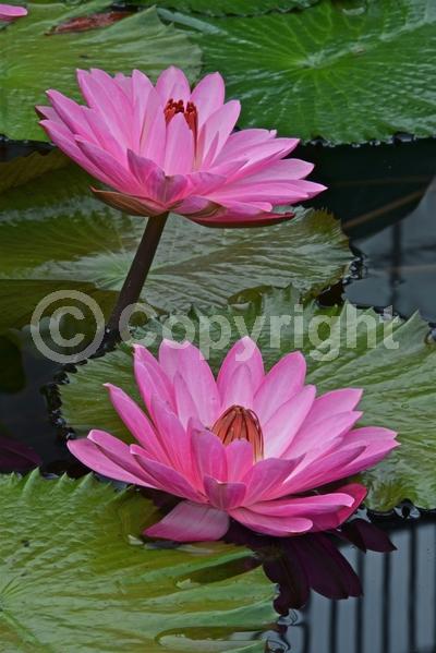 Pink blooms; Deciduous