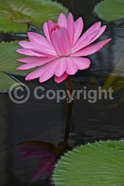 Pink blooms; Deciduous