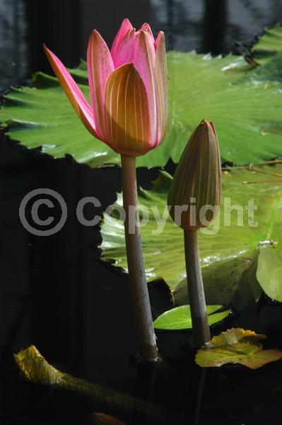 Pink blooms; Deciduous