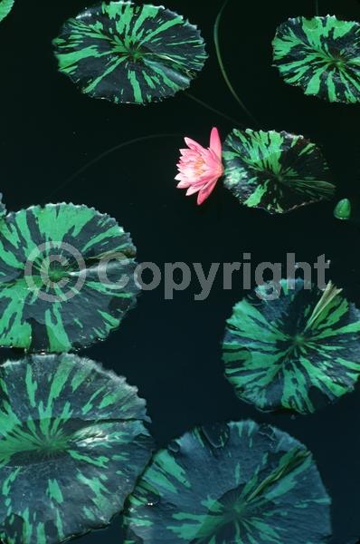 Pink blooms; Deciduous