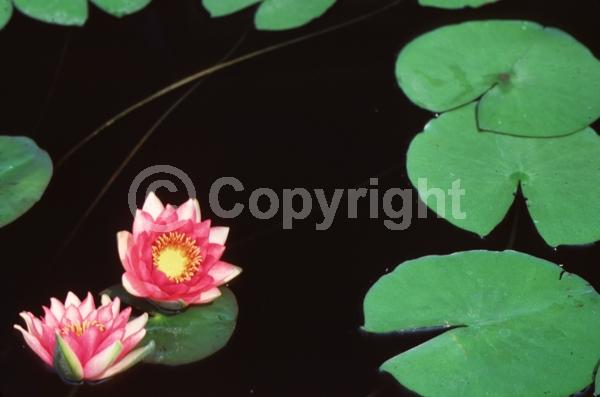 Red blooms; Deciduous