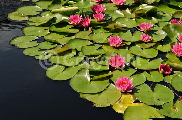 Red blooms; Deciduous