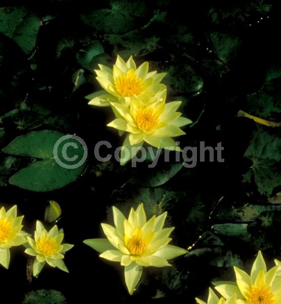 Yellow blooms; Deciduous