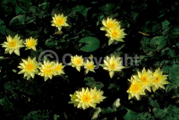 Yellow blooms; Deciduous