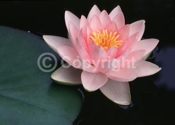 Pink blooms; Deciduous