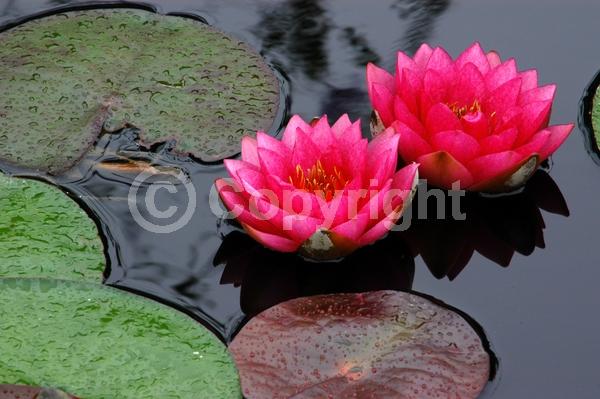 Red blooms; Deciduous