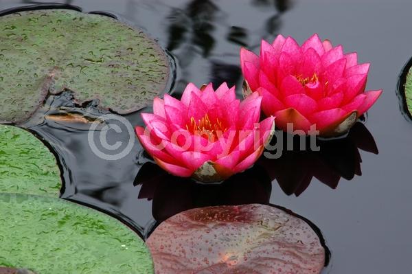 Red blooms; Deciduous