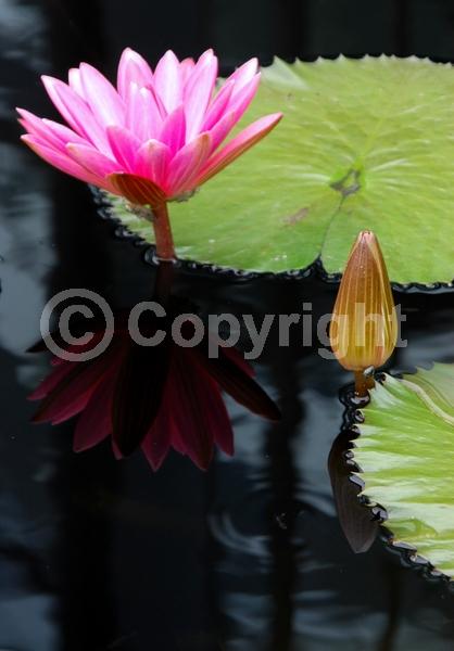 Pink blooms; Deciduous