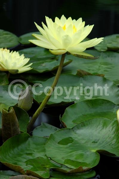 Yellow blooms; Deciduous