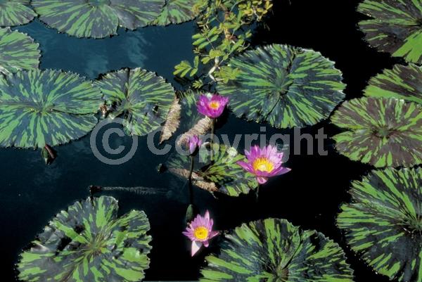 Blue blooms; Purple blooms; Deciduous