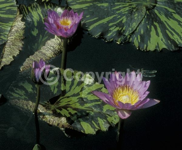 Blue blooms; Purple blooms; Deciduous