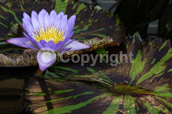 Blue blooms; Purple blooms; Deciduous