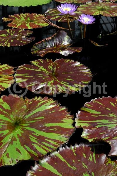 Blue blooms; Purple blooms; Deciduous