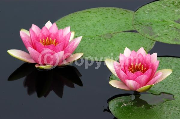 Pink blooms; Deciduous