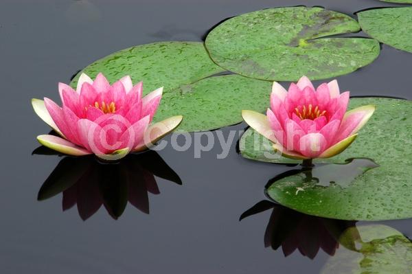 Pink blooms; Deciduous
