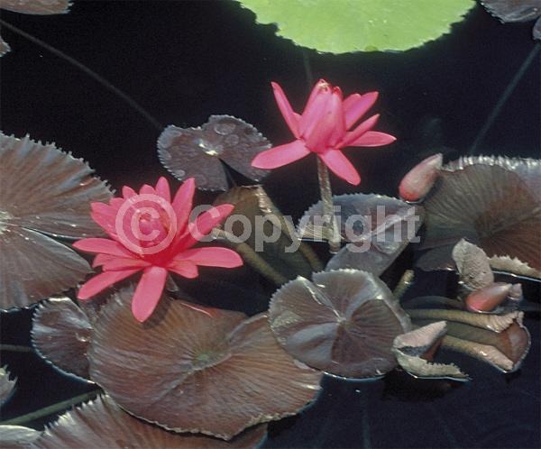 Red blooms; Deciduous