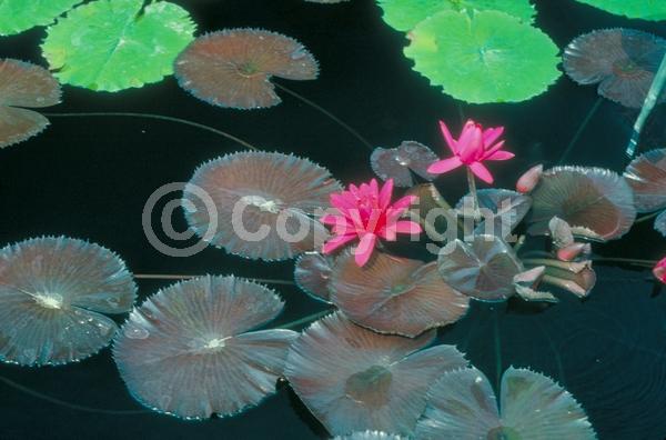 Red blooms; Deciduous