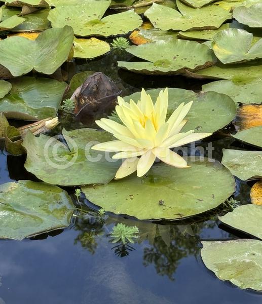 Yellow blooms; Evergreen; Deciduous; North American Native
