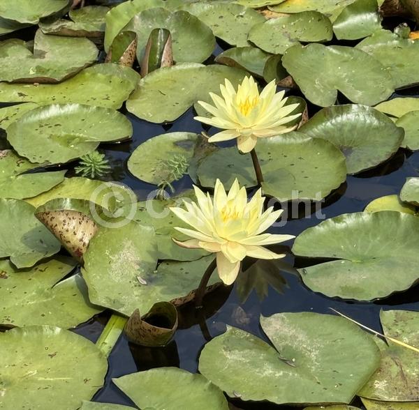 Yellow blooms; Evergreen; Deciduous; North American Native