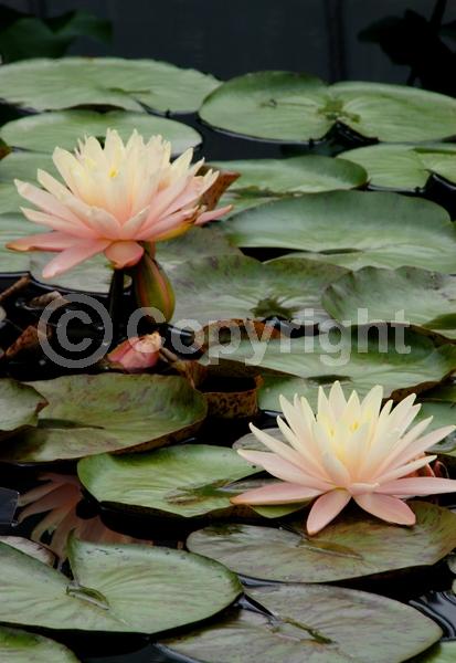 Pink blooms; Deciduous