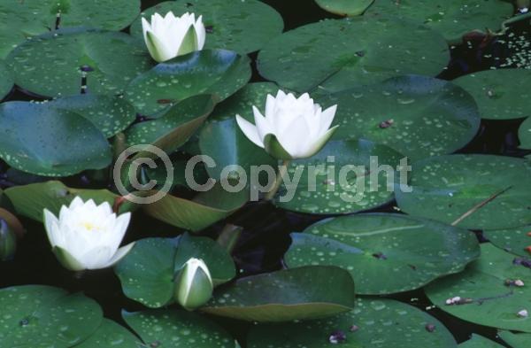 White blooms; Deciduous