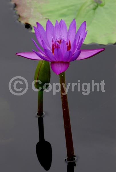 Blue blooms; Deciduous; Broadleaf