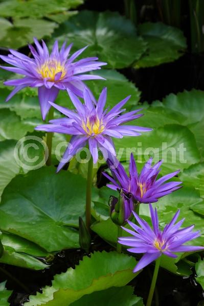 Blue blooms; Deciduous; Broadleaf