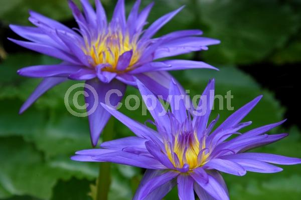 Blue blooms; Deciduous; Broadleaf