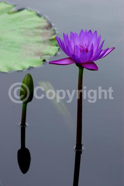 Blue blooms; Deciduous; Broadleaf