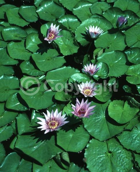 Blue blooms; Deciduous