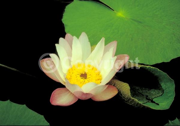 Purple blooms; Pink blooms; Deciduous