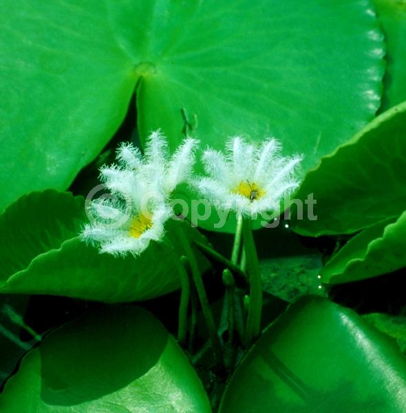 White blooms; Evergreen; North American Native