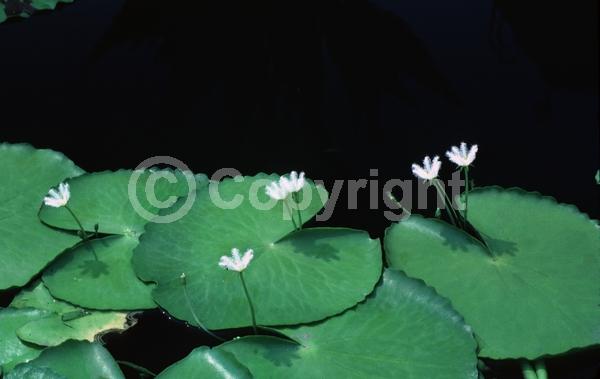 White blooms; Evergreen; North American Native